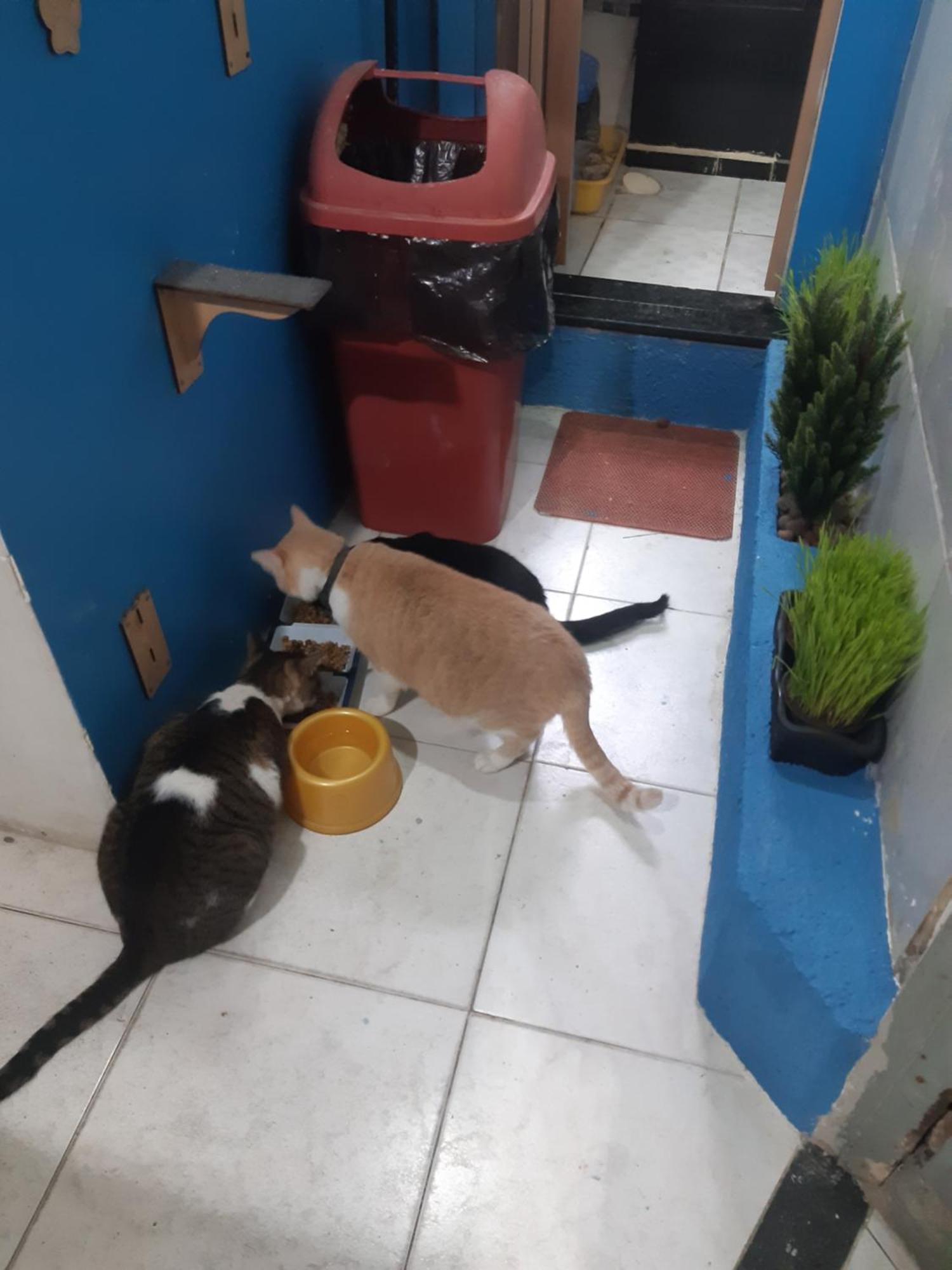 Sapucali Hostel Privativo - Rio de Janeiro — Fotos 3